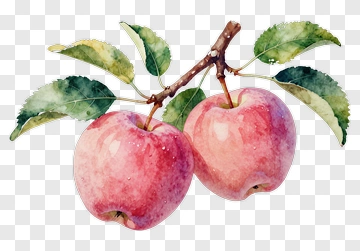 Watercolor Apples On A Branch PNG