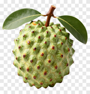Green Cherimoya Fruit With Leaves PNG