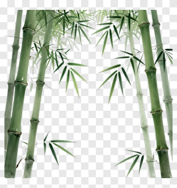 Bamboo Forest PNG