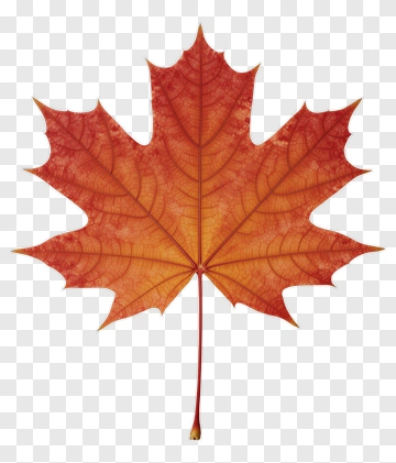 Red Maple Leaf PNG