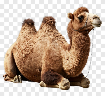 Camel Sitting On The Ground PNG