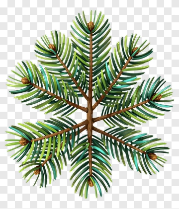Colorful Pine Tree Branch PNG