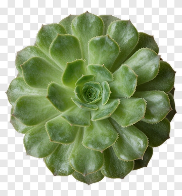 Succulent Plant PNG