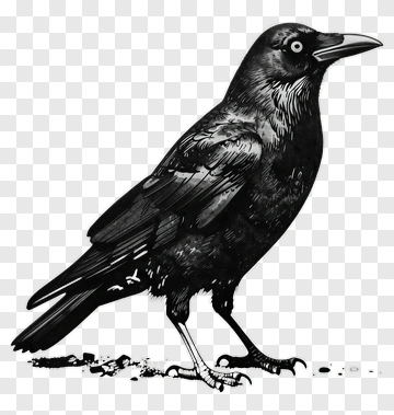 Black Crow Standing PNG