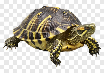 Turtle With Distinctive Shell Patterns PNG