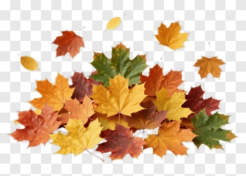 Colorful Autumn Leaves PNG