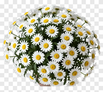 Flower Bouquet Of Daisies PNG