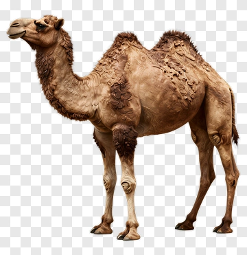 Realistic Camel PNG