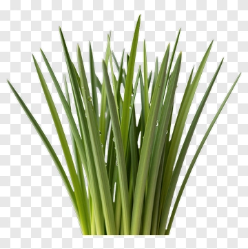Green Grass Plant PNG