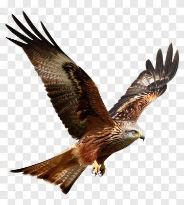 Realistic Red Kite Bird In Flight PNG