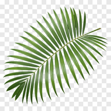Green Palm Leaf PNG