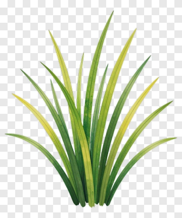 Green Grass PNG