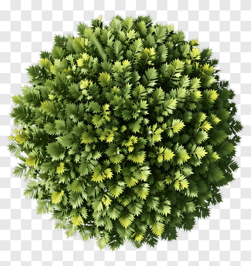 Green Bush PNG