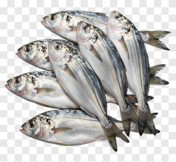 Group Of Fresh Fish PNG