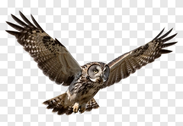 Flying Owl PNG