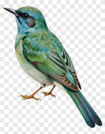 Colorful Bird With Blue And Green Feathers PNG