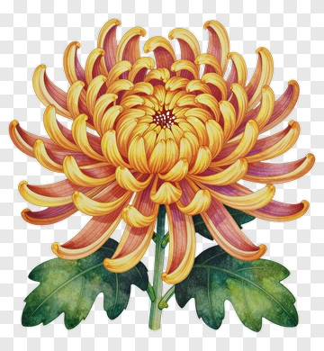 Colorful Chrysanthemum Flower PNG