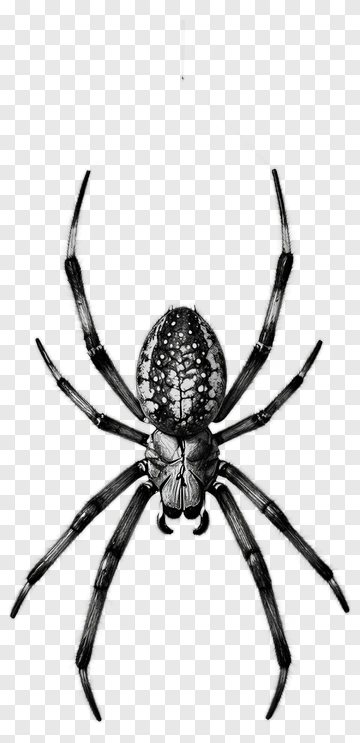 Black Spider With Distinctive Markings PNG