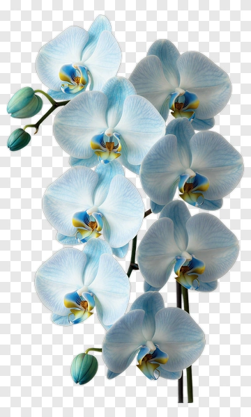 Blue Orchid Flower Arrangement PNG