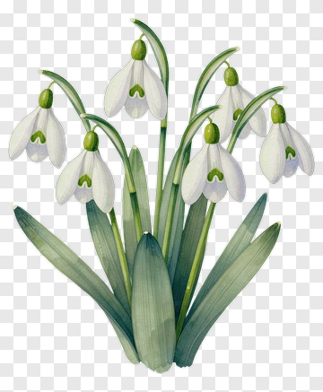 Snowdrop Flower Bouquet PNG