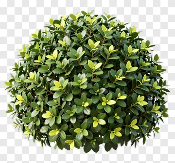 Green Bush With Leafy Foliage PNG