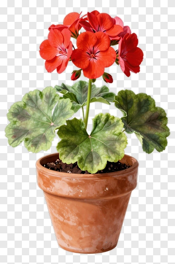 Colorful Potted Geranium Plant PNG