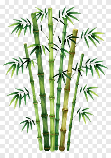 Bamboo Plant PNG