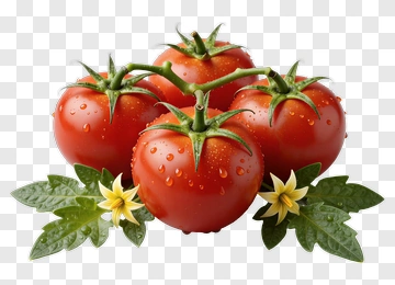 Fresh Red Tomatoes With Green Leaves PNG
