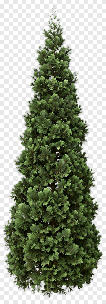 Green Pine Tree PNG