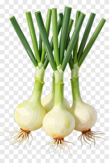 Fresh Green Onions Bunch PNG