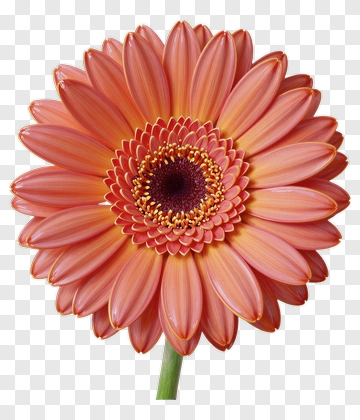Pink Gerbera Daisy Flower PNG