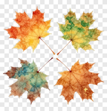 Colorful Maple Leaves PNG