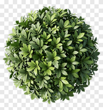 Green Bush PNG