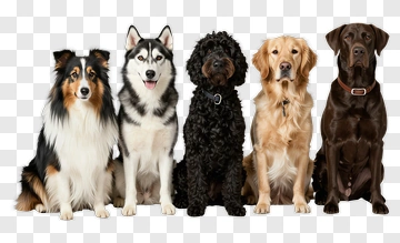 Group Of Five Dogs Standing Together PNG