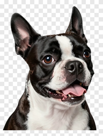 Boston Terrier Dog Portrait PNG