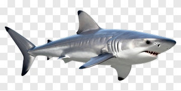 3D Shark Swimming In Ocean PNG