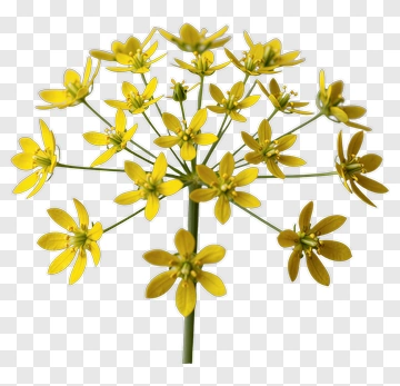 Yellow Flower Bouquet PNG
