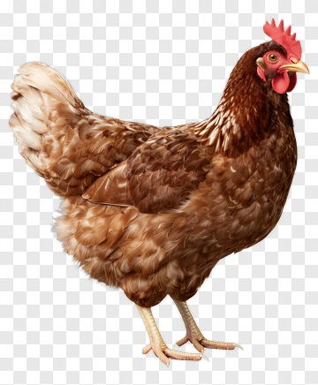 Realistic Brown Chicken PNG