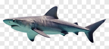 Shark Swimming In The Ocean PNG