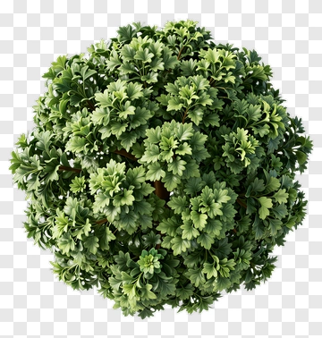 Green Bush PNG