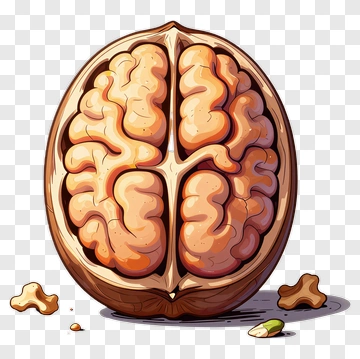 Cartoon Brain Inside A Walnut Shell PNG