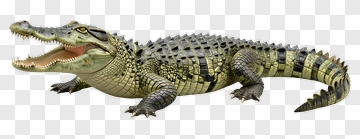 Realistic Crocodile With Open Mouth PNG