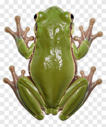 Green Frog PNG