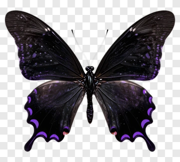 Black Butterfly With Purple Highlights PNG