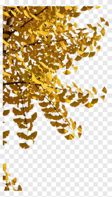 Golden Ginkgo Leaves On A Branch PNG