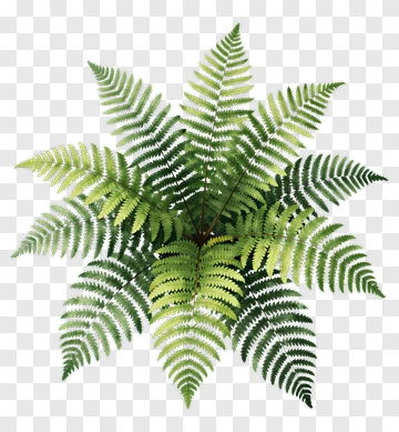 Green Fern Plant PNG