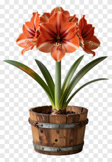 Amaryllis Flowers In A Wooden Pot PNG