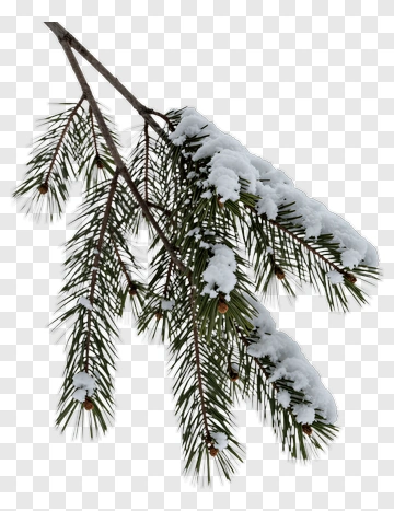 Snow-Covered Pine Branch PNG