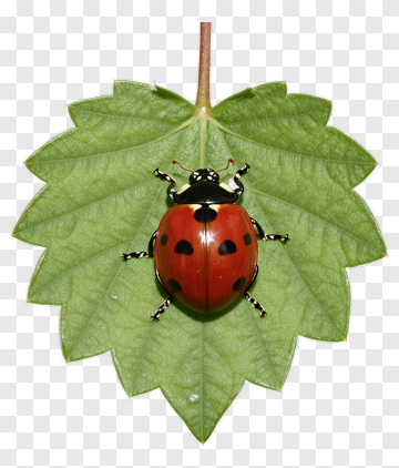 Ladybug On A Green Leaf PNG