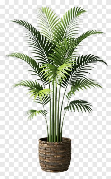 Green Potted Plant PNG